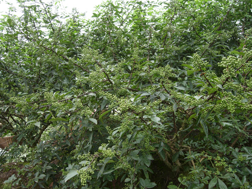 刺殼花椒基地圖片