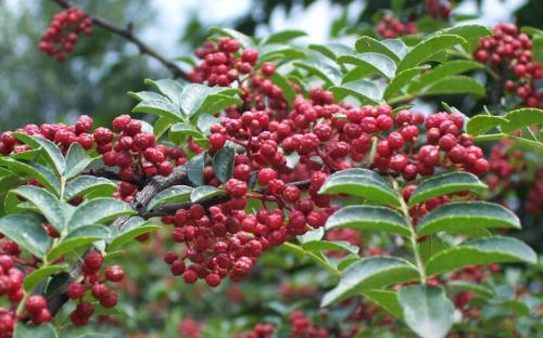 重慶保鮮花椒 花椒油是怎么來的？